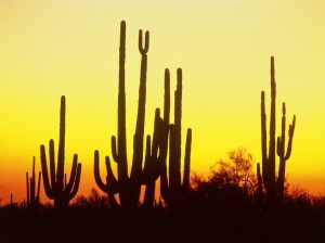 saguaro_cactus_at_sunset__arizona